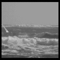 Ritoque 5 Agosto 2008, día gigante con vela 6.5