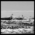 Tirua Classic, 8 y 9 de Noviembre. 1º campeonato internacional de Windsurf & kitesurf